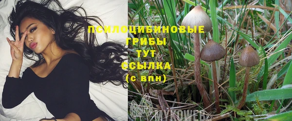 стафф Новозыбков